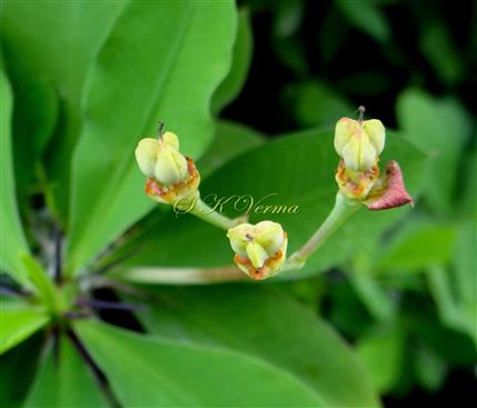  Young fruits